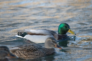 A beautiful wild duck swims along a fast spring river.