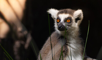 Lemur