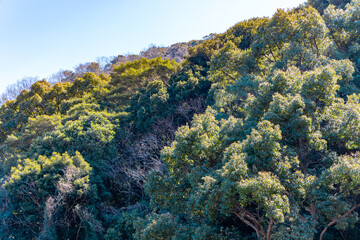 日本周遊　和歌山県有田市みかん街道をゆく