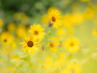 夏から秋の公園や花壇を彩るヒマワリ（ミニヒマワリ）のある風景。自然風景素材。眩しい日差しでボケた景色。ぼんやりした花畑のイメージ。