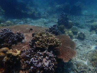 Coral found at coral reef area within island in Malaysia