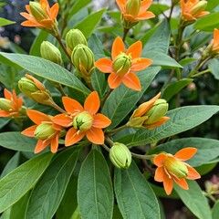 Fototapeta premium Vibrant Orange Flowers in Bloom