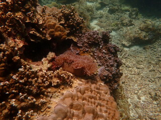Coral found at coral reef area within island in Malaysia