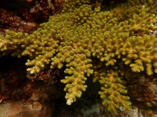 Obraz premium Coral found at coral reef area within island in Malaysia