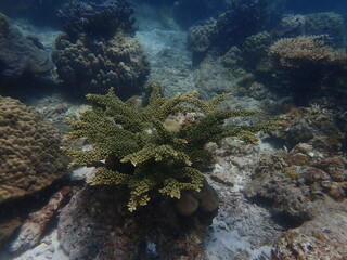 Coral found at coral reef area within island in Malaysia