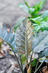 Philodendron Marble or araceae, philodendron or  Philodendron Caramel Marble © jobrestful