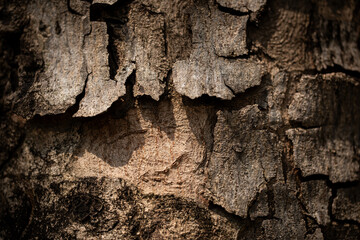 close up rough tree bark texture background,blank bark cracked texture background for poster cover banner header backdrop design with copy space