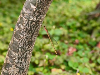 Close Up of a Damselfly on Tree Branch