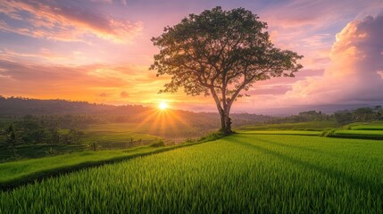 Fototapeta premium Scenic sunset over rice terraces, a solitary tree. Ideal for nature, travel, and serenity themes