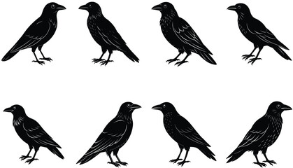 Fototapeta premium Crows Vector Shilhouette Bundle Set Collection