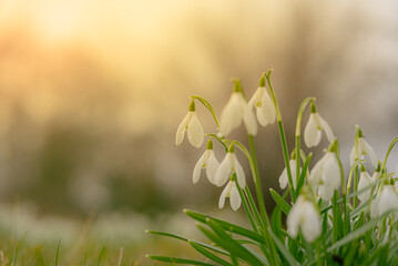 Spring snowdrops background in sunlight. Nature background