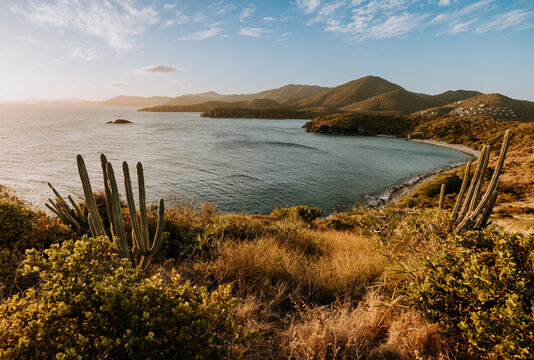 Late afternoon view of cactus and ocean, Rams Head