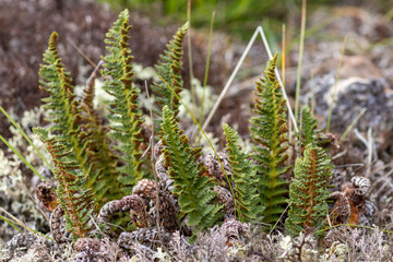 Flora of Chukotka: Dryopteris fragrans, commonly known as the fragrant wood fern, a circumboreal...