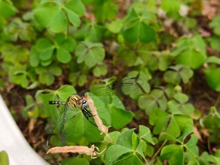 Close Up of a Dragonfly Resting on a Plant