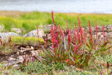 Flora of Chukotka: arctic dock (Rumex arcticus) grows on the bank of a stream. Several stalks in bloom with last