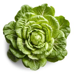 Fototapeta premium Fresh Green Cabbage Rose