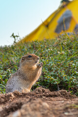 The American or Beringian ground squirrel (Urocitellus parryii). The gopher is holding a walnut in its paws. Wildlife of Chukotka, Russian Far East
