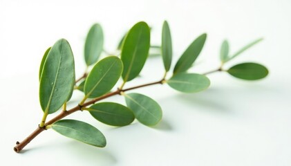 Obraz premium Fresh eucalyptus branches isolated on white surface, foliage, fresh, herb