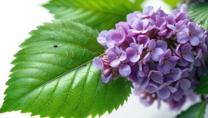 Closeup of Lilac Flower Blooms Surrounded by Glossy Green Leaves Capturing Nature's Beauty