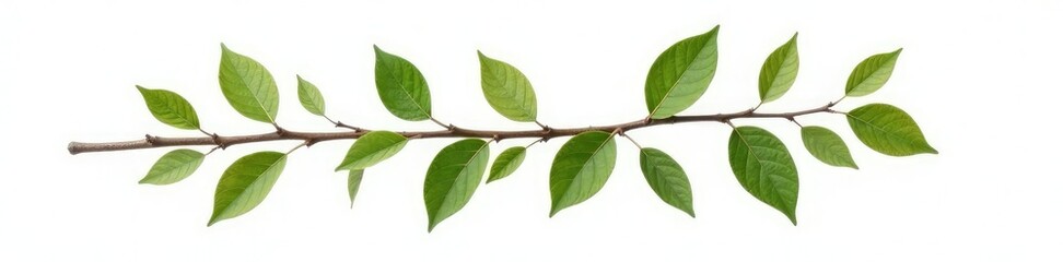 Obraz premium Single branch with leaves and twigs isolated on white background, foliage, photogenic, botanical photography