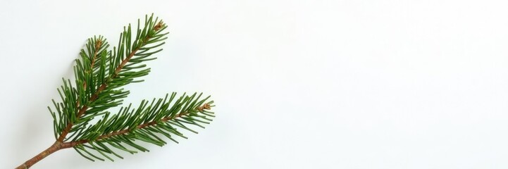 Naklejka premium Single fir tree branch isolated against a white wall, tree, white