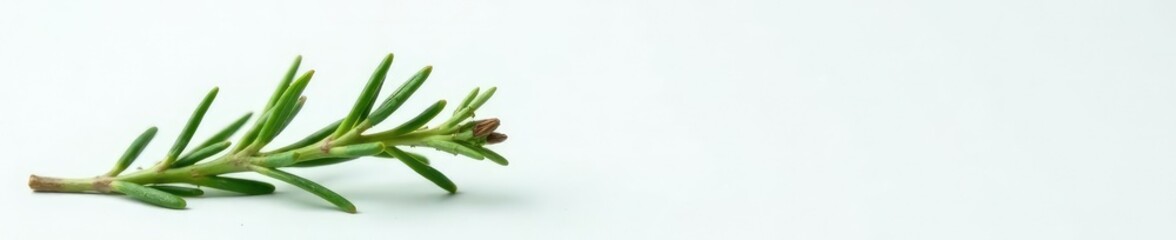 Obraz premium Sprig of fresh rosemary against a plain background, simple, foliage, green