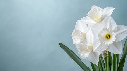 Obraz premium Spring flora action white flower blooming in nature's serenity close-up perspective