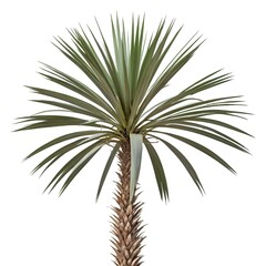 Fototapeta premium Yucca Plant Isolated on White Background