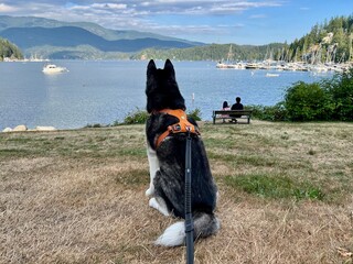 dog overlooking the bay