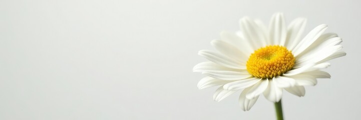 Naklejka premium Single isolated daisy on white backdrop with soft focus, daisy, floral