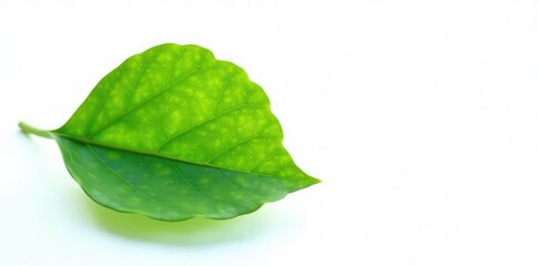Fototapeta premium Single leaf isolated against white with natural light effects, greenery, green, white background