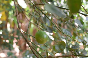 Luscious Limes Hanging on the Lime Tree: Nature's Zesty Treasures in a Verdant Green Canopy. Ripe Limes on a Vibrant Lime Tree: A Refreshing Burst of Citrus Goodness Amidst Lush Green Foliage. Citrus