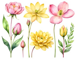 Fototapeta premium Watercolor Floral Collection Pink and Yellow Flowers