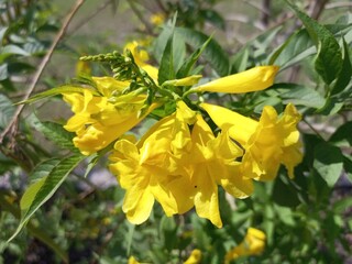 Obraz premium Bright yellow trumpet-shaped flowers blooming on green foliage