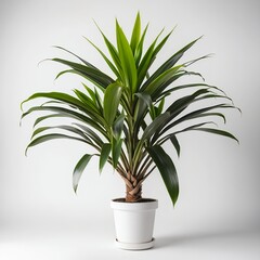 Fototapeta premium Dracaena Marginata Plant in White Pot