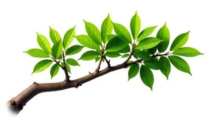 Strong, straight branch with thick leaves isolated on white background, tree, strong branch, branchy