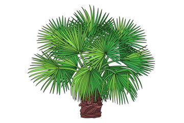 vector flat black line palm tree. Clip art isolated on transparent background.