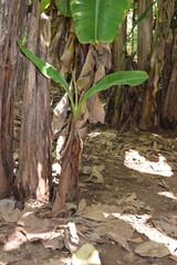Lost in the Heart of a Banana Grove: A Journey Through Lush Green Leaves and Tropical Abundance. Surrounded by Towering Banana Plants: A Serene Escape to the Heart of a Banana Grove. 