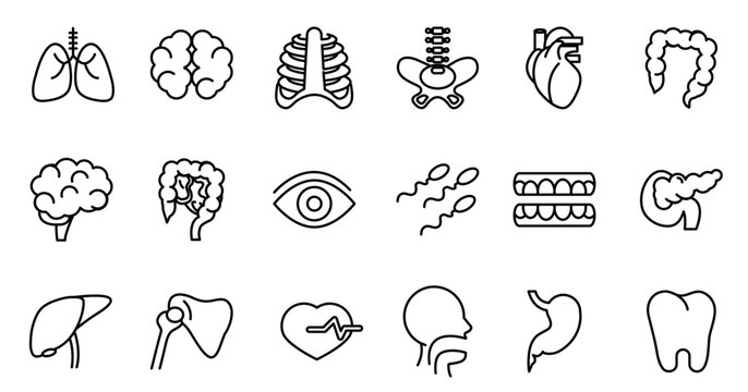 Human Body Line Editable Icons set. Vector illustration in modern thin line style of human anatomy icons: organs, body parts, skeleton parts, Pictograms and infographics for mobile. Isolated on white
