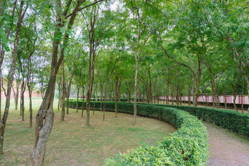 A peaceful green park in Varanasi, India, with lush trees, a winding hedge-lined pathway, and a...