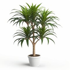 Fototapeta premium Dracaena Marginata Plant in White Pot