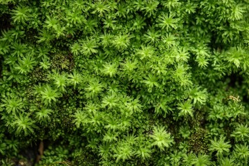 Close up photograph of vibrant green moss growth in nature