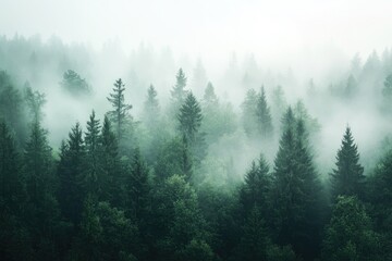 Misty forest canopy. Lush green trees rising through a thick fog