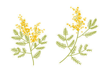 シンプルなミモザの花のイラスト1