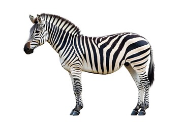 Fototapeta premium Majestic Zebra Portrait: Elegance in Black and White on Pristine Canvas