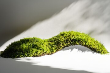 Fototapeta premium A vibrant green clump of moss against a white background
