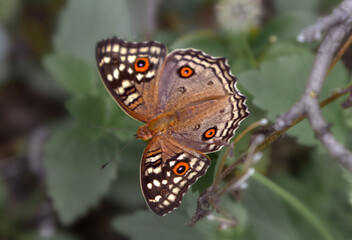 A beautiful brown butterfly sits on a branch with green leaves. an insect in the rainforest. wildlife and its inhabitants.