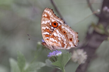 A beautiful brown butterfly sits on a branch with green leaves. an insect in the rainforest. wildlife and its inhabitants.