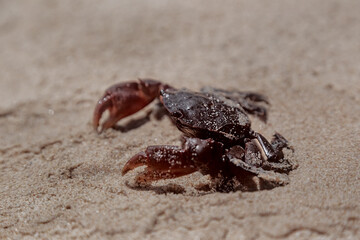 a small crab on a sandy beach. A crab crawls across the sand. beautiful photo of a marine life on the seashore on a sunny day. tropical nature and animals.