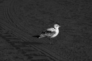 black and white photo. a seagull on a sandy beach. beautiful seabird on the seashore.